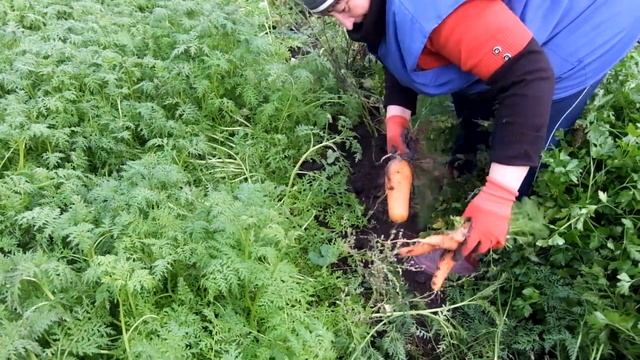Морковь долгожитель смотреть онлайн