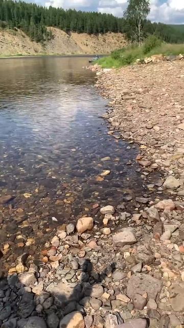 Винтик защищает Соху!💋🫎😍 #животные #лес #природа #лосенок #умнички #любятина #милота #красноярск