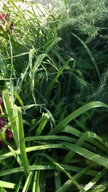 СОСЕДКА подарила МАХРОВЫЙ лилейник смотреть онлайн