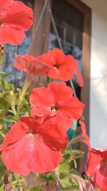 beautiful red pettuniya смотреть онлайн