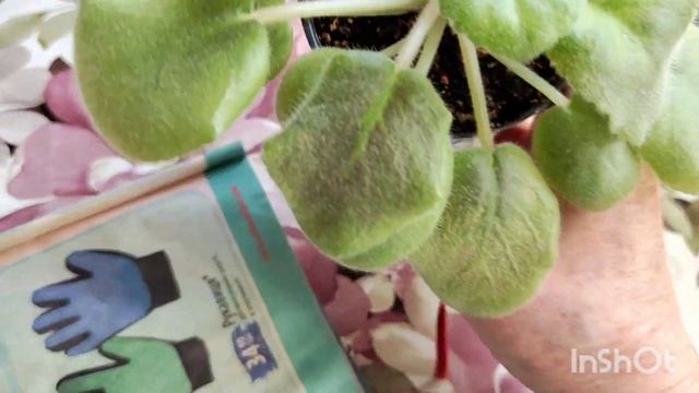 Пришла пора пересадить и укоренить фиалки.💙💛🌹💐 смотреть онлайн