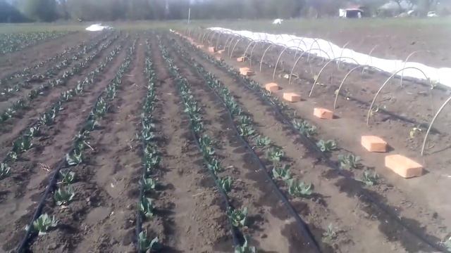 Раня Капуста Мирор Сир яка перижила ВСЕ смотреть онлайн