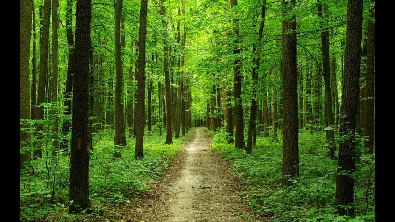 Природа / Пение птиц в лесу / Релакс