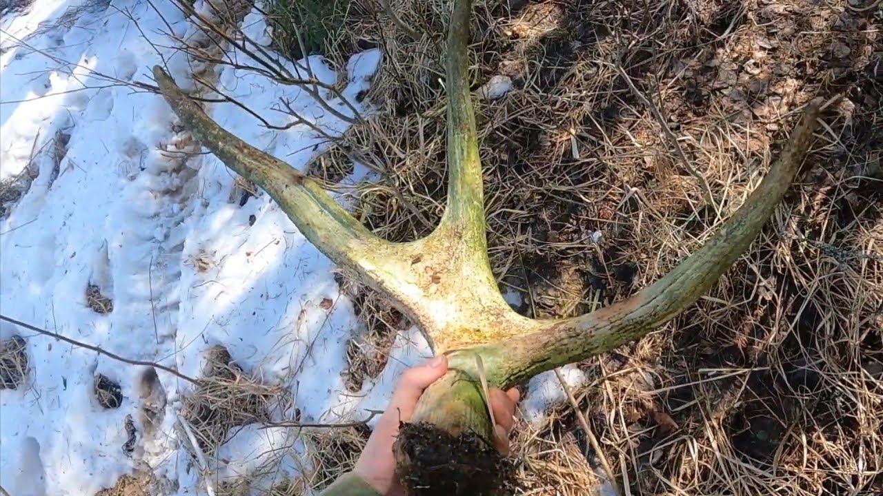 Поиск рогов лося.Металлокоп. смотреть онлайн