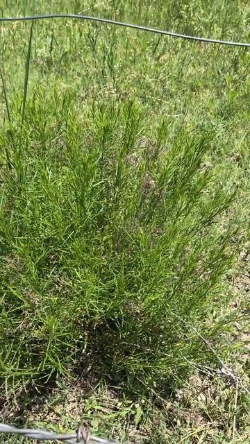 Tarragon смотреть онлайн