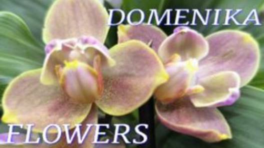 №1068/ ОРХИДЕИ в с/ц DOMENIKA FLOWERS. Много УЦЕНЁННЫХ орхидей. смотреть онлайн