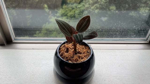 Ludisia Discolor (Jewel Orchid) смотреть онлайн
