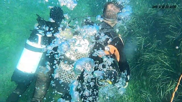 Posidonia Project 2023 смотреть онлайн