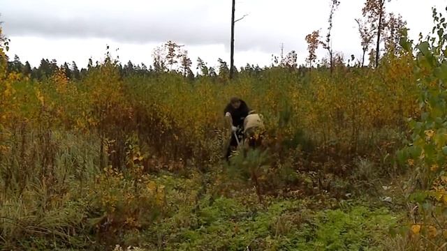 (12+) Сосны переезжают смотреть онлайн