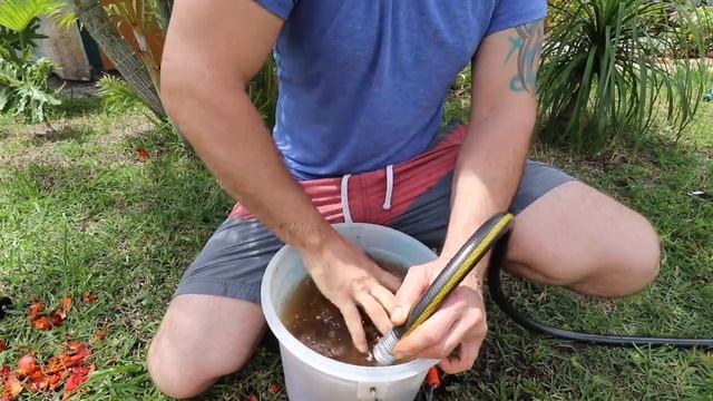 Germinate Palm Seeds | Propagation | Peat Moss vs Perlite смотреть онлайн