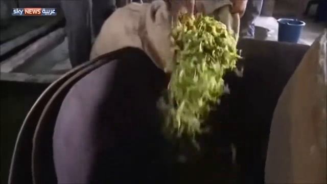 مصاعب تهدد إنتاج زهرة الزهور الإيلانغ لانغ .... смотреть онлайн