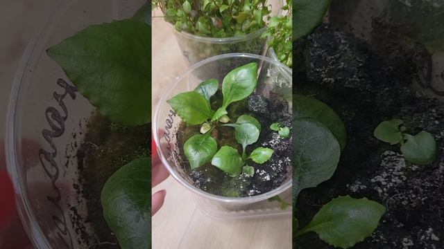 ЛОБЕЛИЯ МНОГОЛЕТНЯЯ И ОДНОЛЕТНЯЯ смотреть онлайн