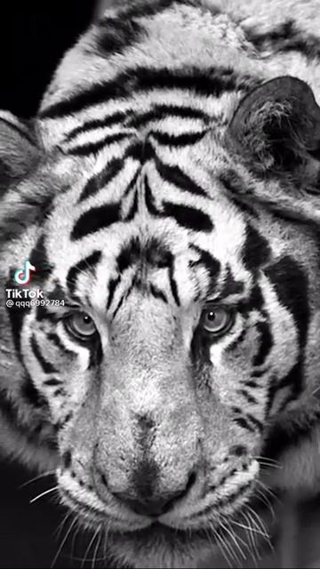 Белый тигр,страшный взгляд👍🙂😎