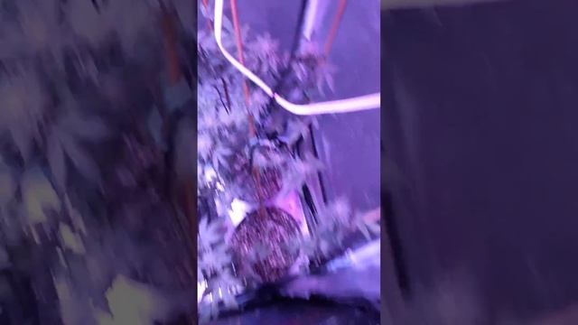 Kizzles chemdawg 2×4 tent week 6 flower day 42 смотреть онлайн