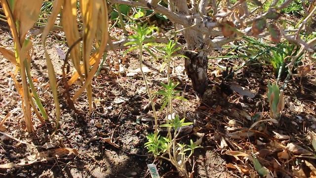 Growing Leonotis leonurus (Lion's Tail) | How to grow a year round cut flower garden ~ Ep 43 смотреть онлайн