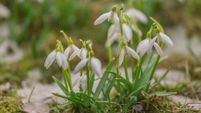 19 апреля – ДЕНЬ ПОДСНЕЖНИКА! Красивая песня " Нежный подснежник" в исполнении Наталии Лансере смотреть онлайн