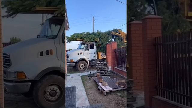 Пересадчик деревьев Уфа смотреть онлайн