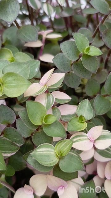 Каллизия Бьянка смотреть онлайн