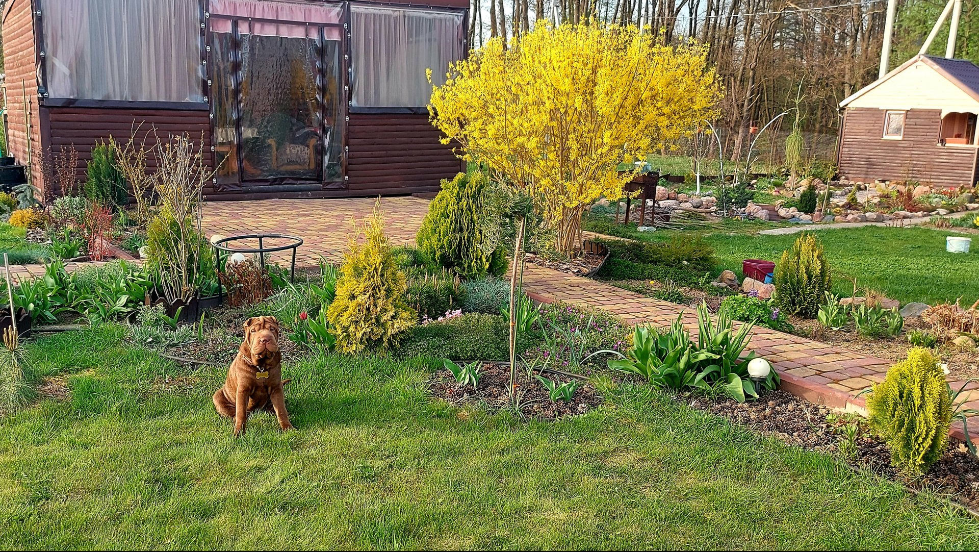 Дача расцветает яркими красками.Любуемся и работаем.🌸😍 Черенки-результат👍🍀🌿!!! 🤗#дачныебудни смотреть онлайн