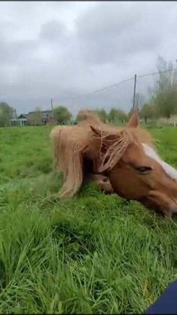 От работы кони дохнут.mp4