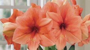 Домашний цветок гиппеаструм - Уход и выращивание