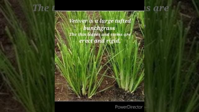 Tips to identify Lemongrass, Citronella and vetiver смотреть онлайн