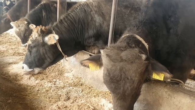 Uy Sharoitida Buqa Boqish Sirlari 2023