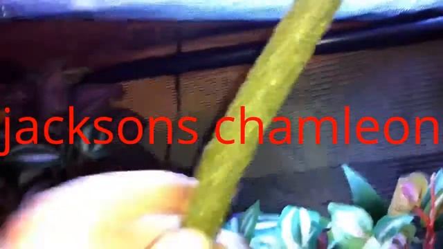 Jacksons chameleon смотреть онлайн