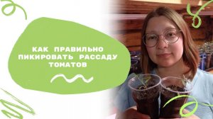 Как правильно пикировать рассаду томатов. Пошаговая инструкция, как пикировать без ошибок