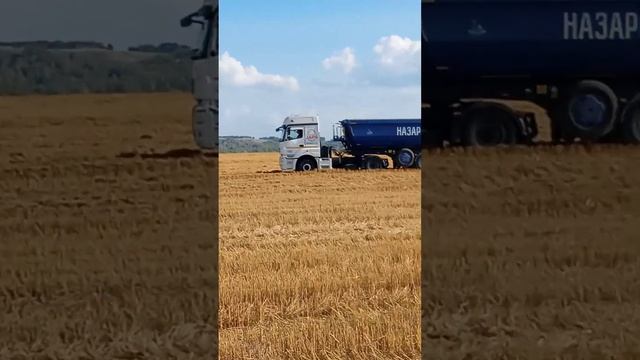 сбор пшеницы ,Емельяновском районе, Красноярск.