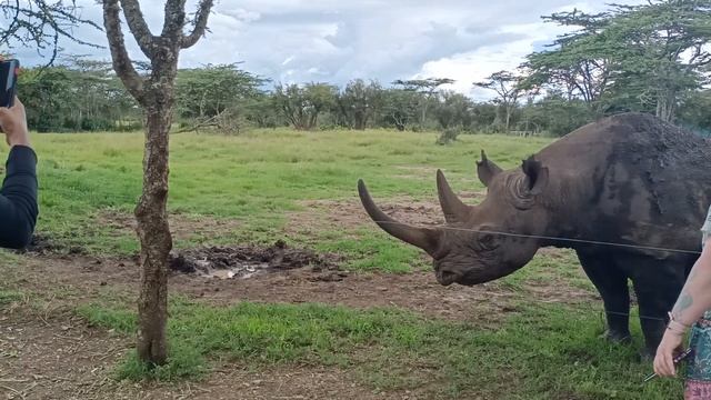 Baraka, the friendly blind Black Rhino at Olpejeta conservancy смотреть онлайн