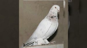 Таджикские мраморные бойные голуби