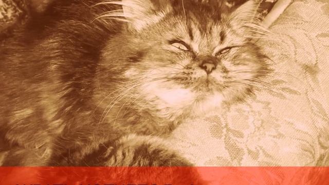 Мое измененное видео смотреть онлайн