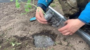 «Как правильно провести высадку рассады томатов в лунку»