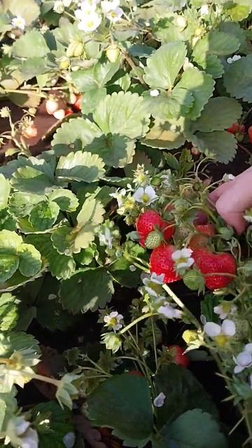 клубника искушение смотреть онлайн