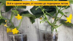 МАЛО КТО ЗНАЕТ ЧТО ЭТОТ ХИТРЫЙ СПОСОБ ВЫРАЩИВАНИЯ ОГУРЦОВ всегда ДАСТ МОЩНЫЙ УРОЖАЙ