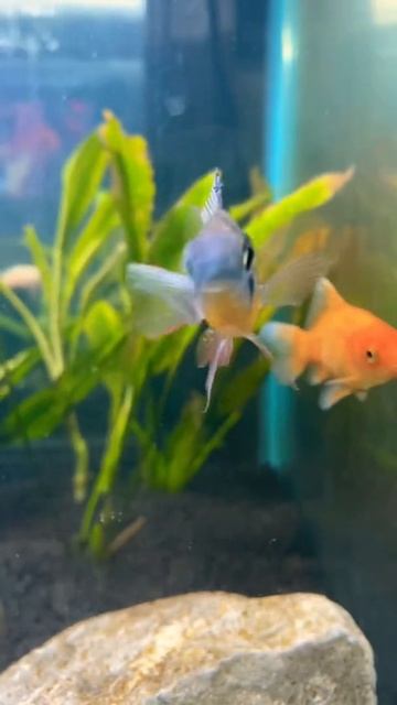 RAM CICHLID AND GOLDFISH смотреть онлайн