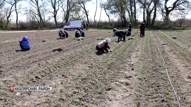 Фермеры Кизлярского района готовы обеспечивать круглогодичную поставку овощей смотреть онлайн