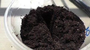 Посев бамии на рассаду