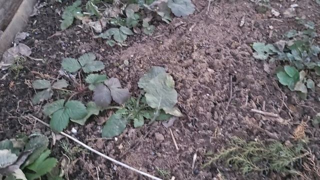 Ура! пятница! Весенние работы в саду смотреть онлайн