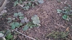 Ура! пятница! Весенние работы в саду