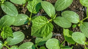 Огурцы сею только так и получаю дружные, быстрые всходы!