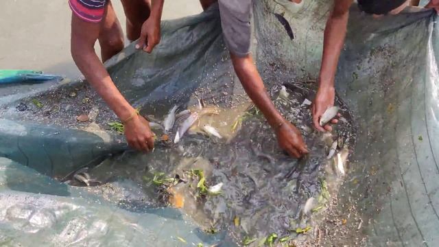 Black carp catching using fishing net | 6 kg weight Black carp fish | How big is this смотреть онлайн