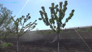 Чем и как поливать огород?Один день из моей сельской жизни