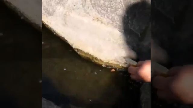 #выдра#озеро Шарташ#екатеринбург смотреть онлайн