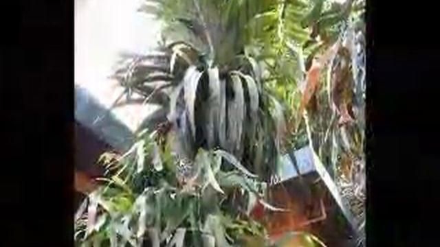 Tropical Farms Tour 11 смотреть онлайн