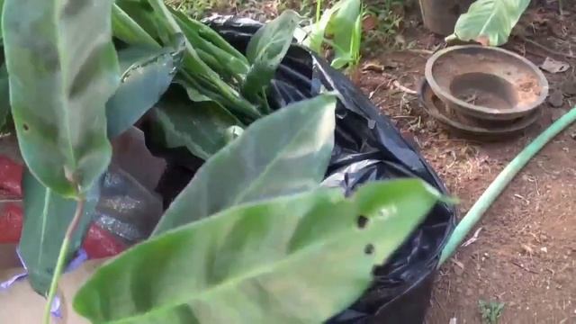 Jenis Tanaman Liar untuk penghias halaman rumah смотреть онлайн