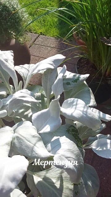 Новые растения для сада и горки 💐# Neue Pflanzen für den Garten und für das Steinbeet 🎍 смотреть онлайн