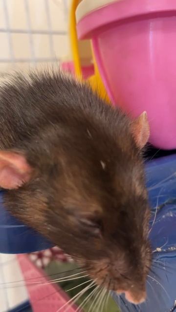 Емельян массаж не заказывал. #animal #животные #крысы #rat #крысенок смотреть онлайн