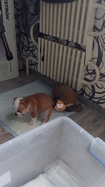 Английские бульдоги 💜 смотреть онлайн